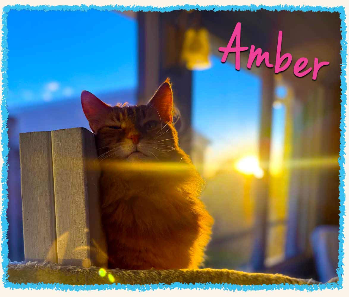 Amber, long haired orange cat, in a sunset photo during overnight cat sitting