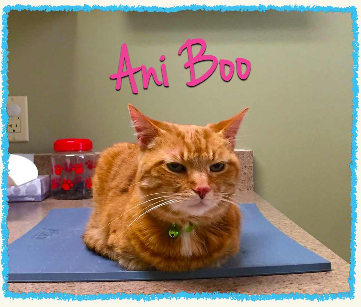 Ani the cat at KVet vet appointment in Greensburg