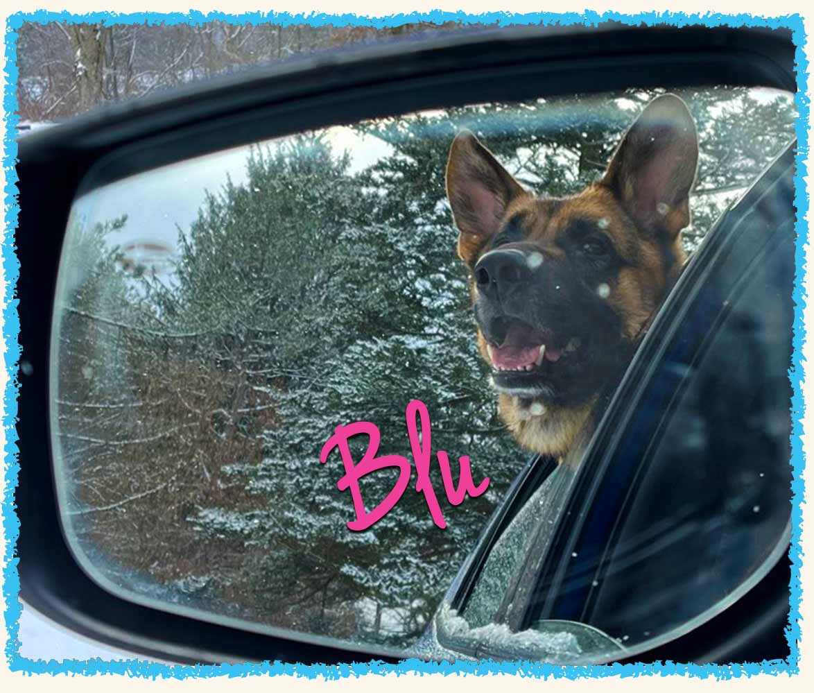 Blu the German Shepherd on a car ride dog adventure