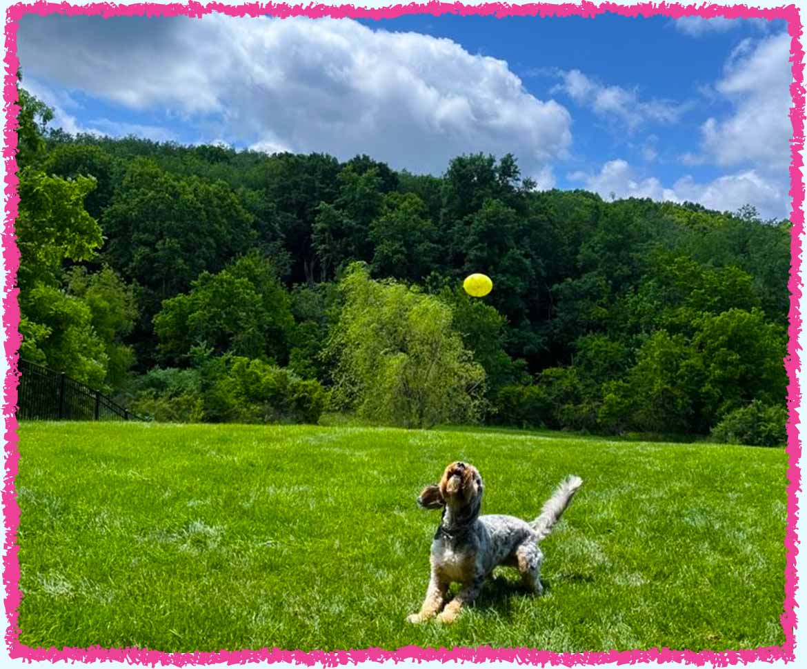 Camp life - a dog playing ball in a field