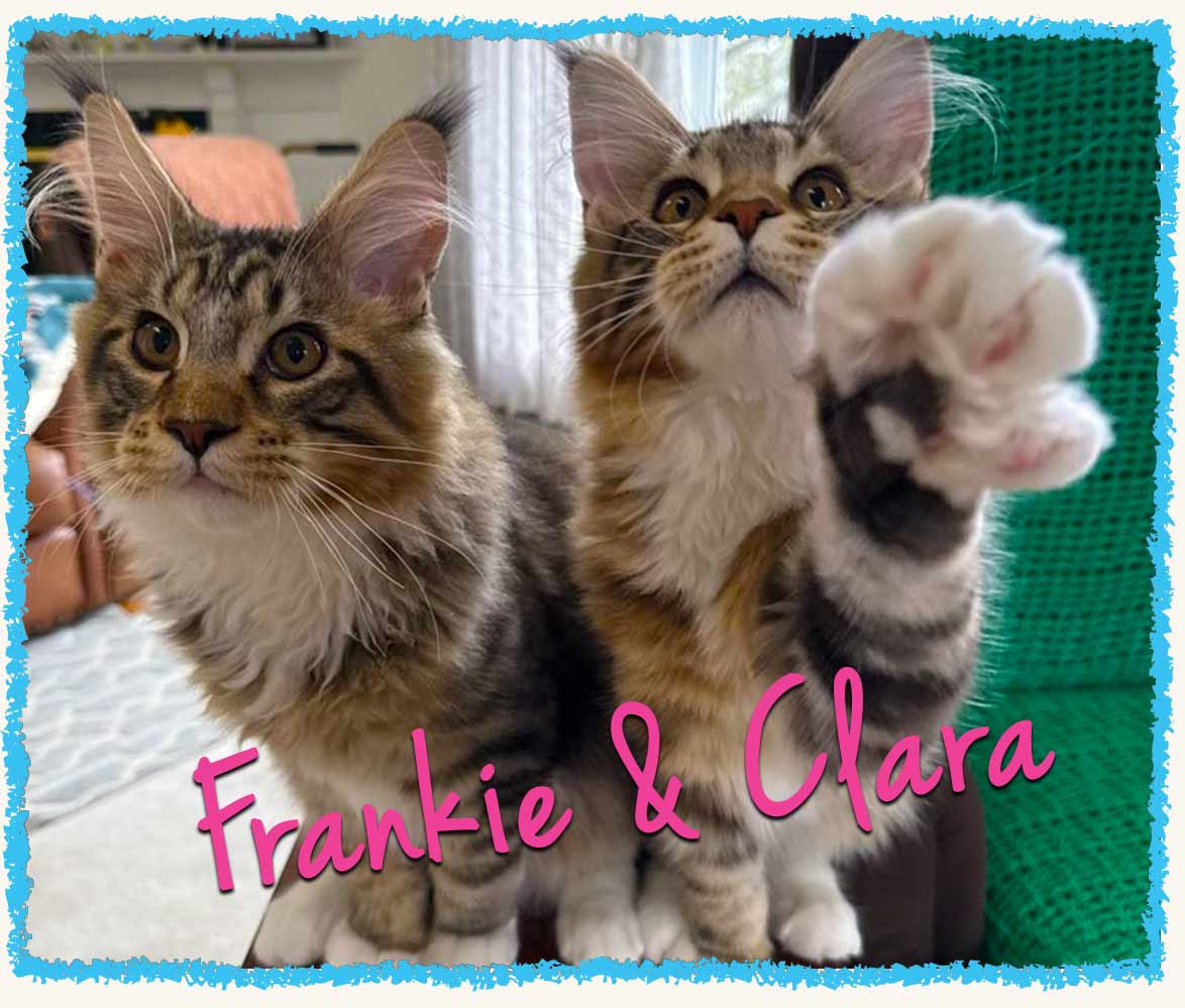 Westmoreland County cat sitting with Frankie and Clara, maine coon cats