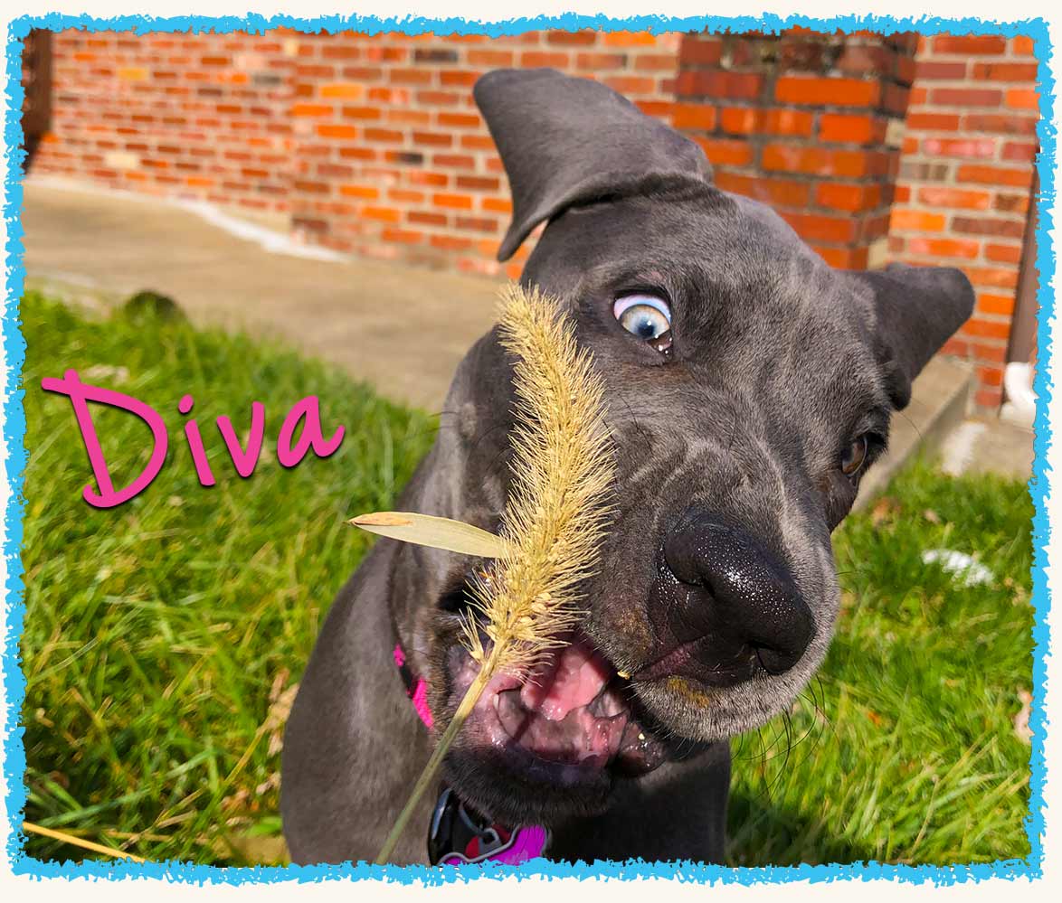 Diva the Great Dane from Jeannette