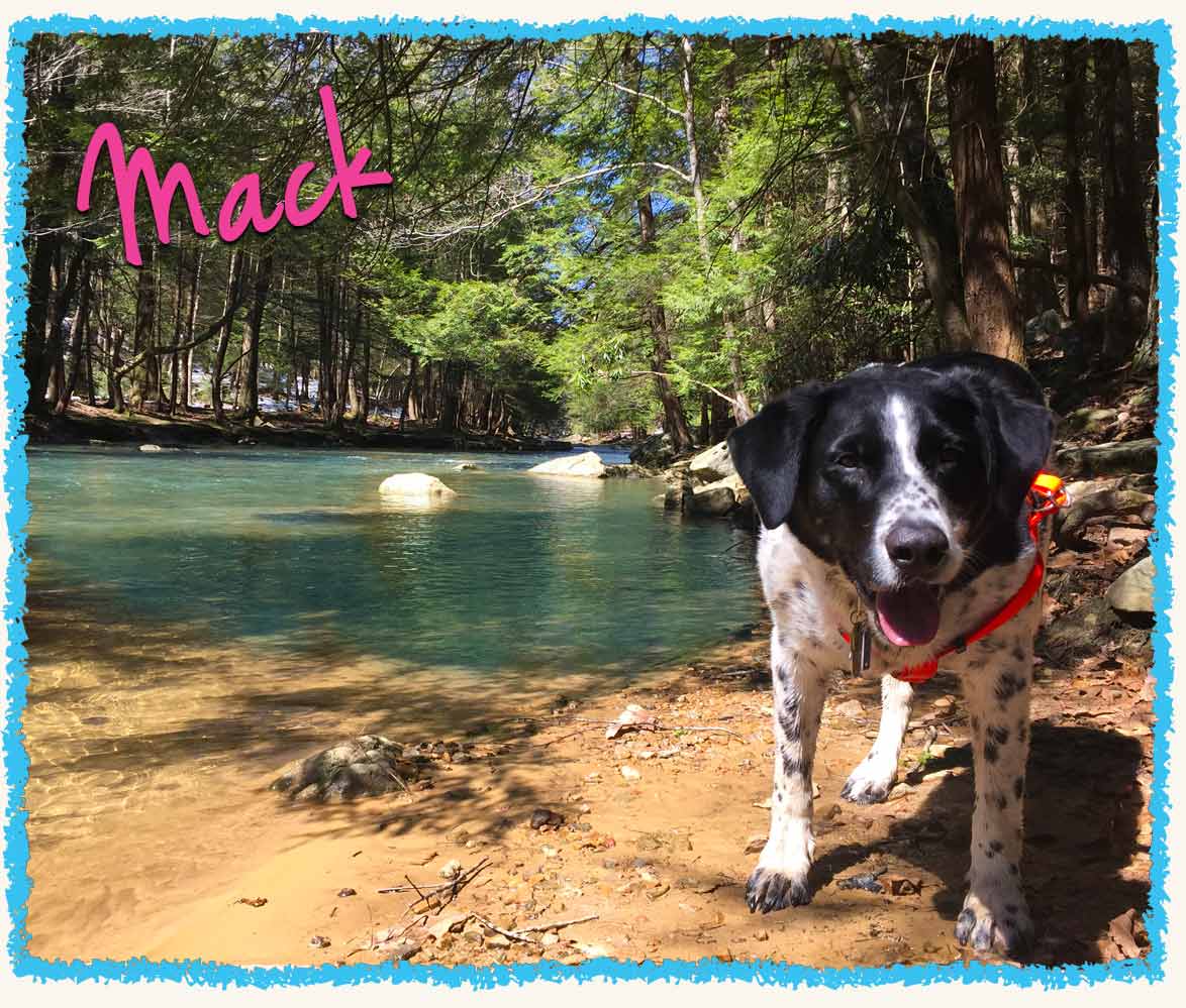 Dog on a hike near a creek for swimming