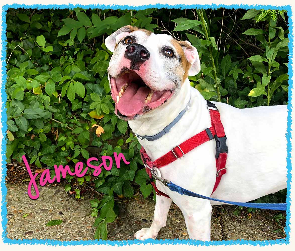 Pitbull Jameson with his dog walker