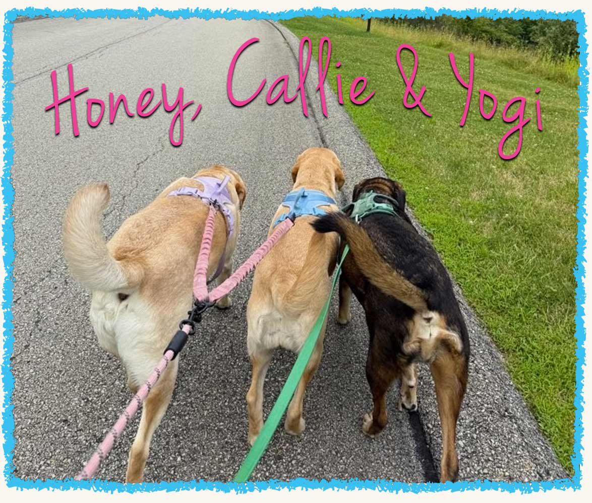 Three dogs walking on leash in Greensburg