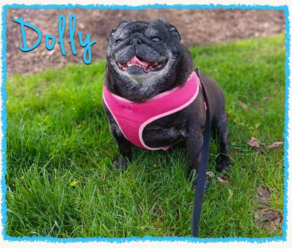 Dolly the black pug on a dog walk