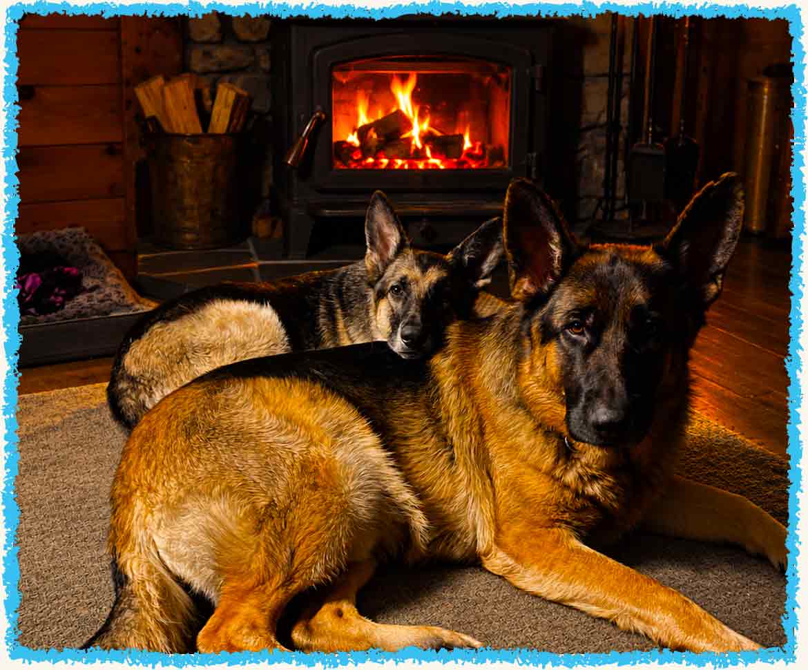 Shepherds in front of wood stove at cabin
