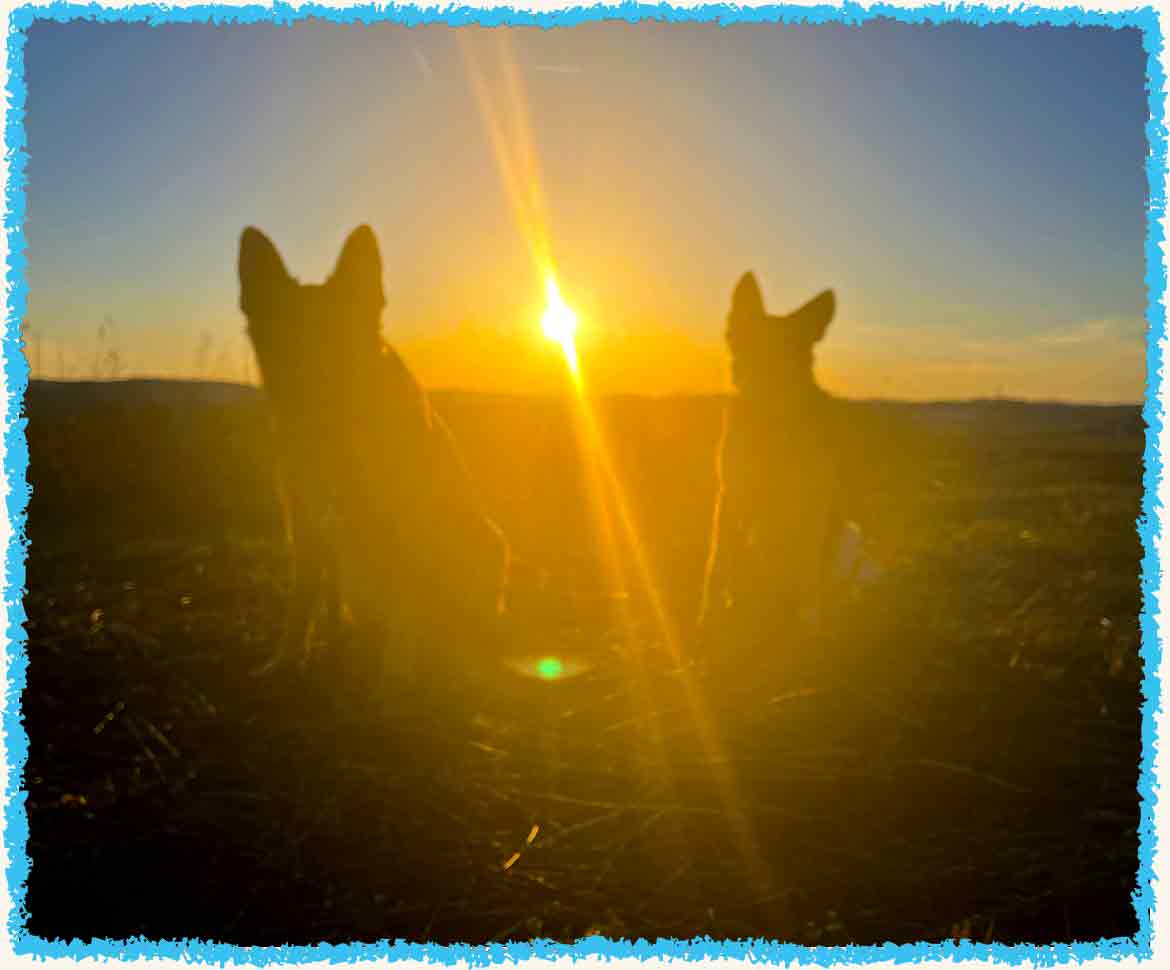 Two dogs in the sunset at their Pittsburgh vacation