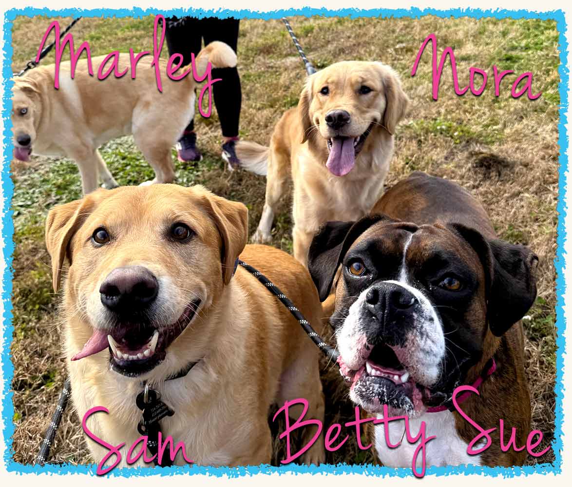 Four dogs walking together with their Pet Nanny Bridget