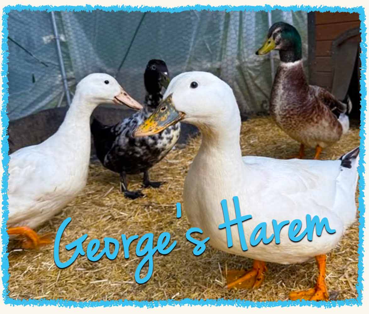 Ducks getting expert barn care in Westmoreland County