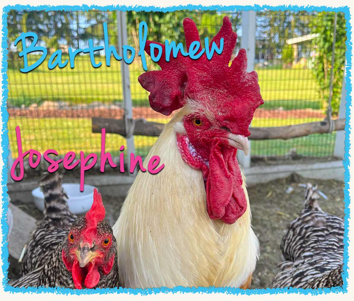 Rooster and hen getting farm and barn care