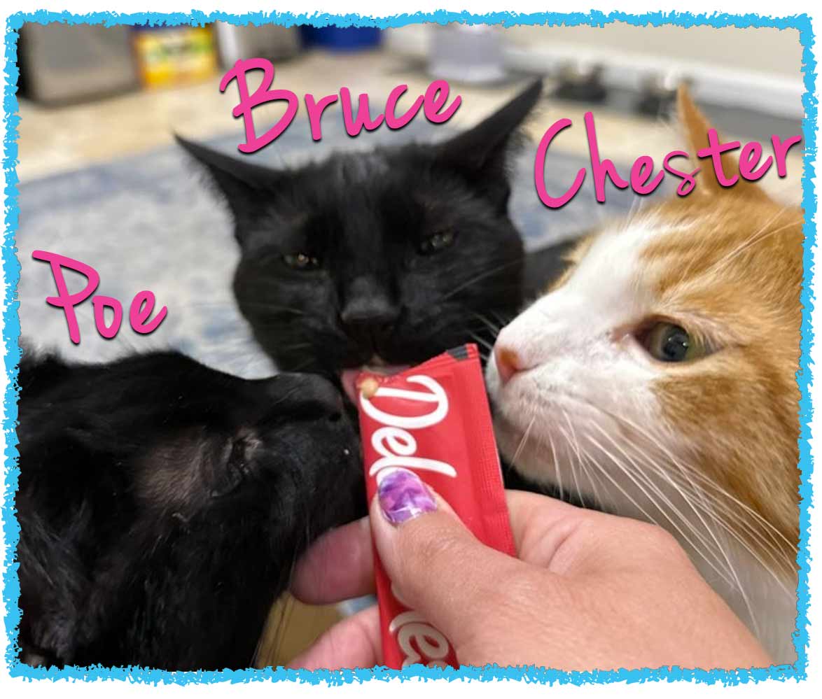 Poe, Bruce and Chester enjoying a treat
