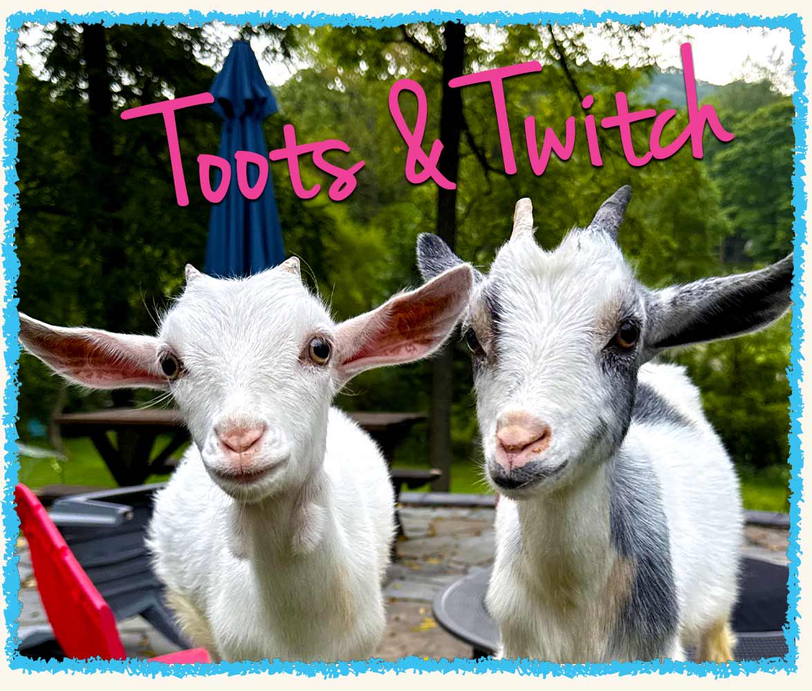 Toots and Twitch, two goats, during a Farm & Barn Care visit.