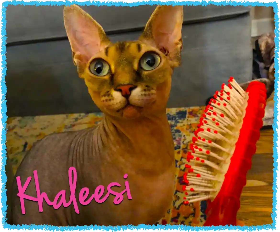 Khaleesi the Sphynx getting brushed by her cat sitters