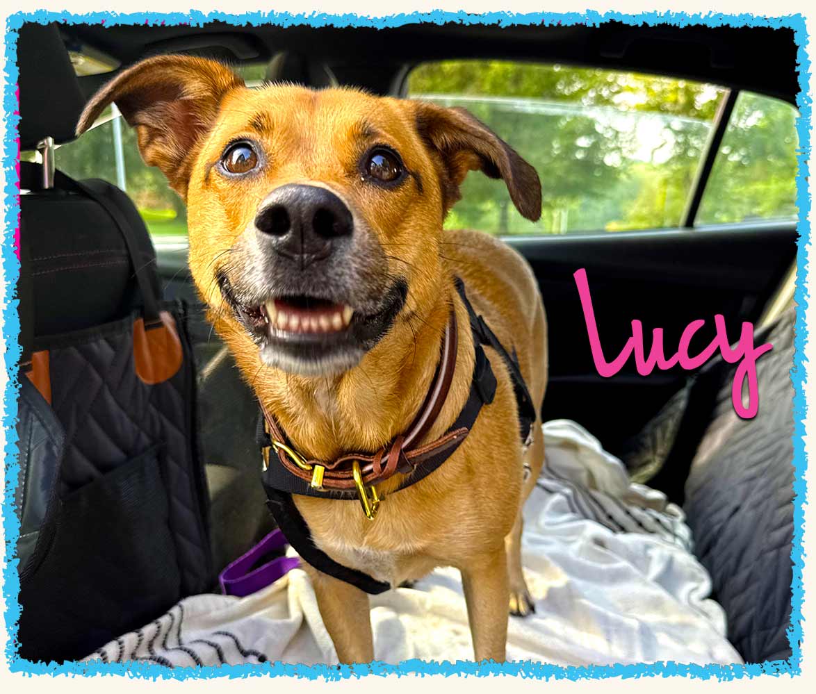 Lucy in the Pet Taxi in Greensburg