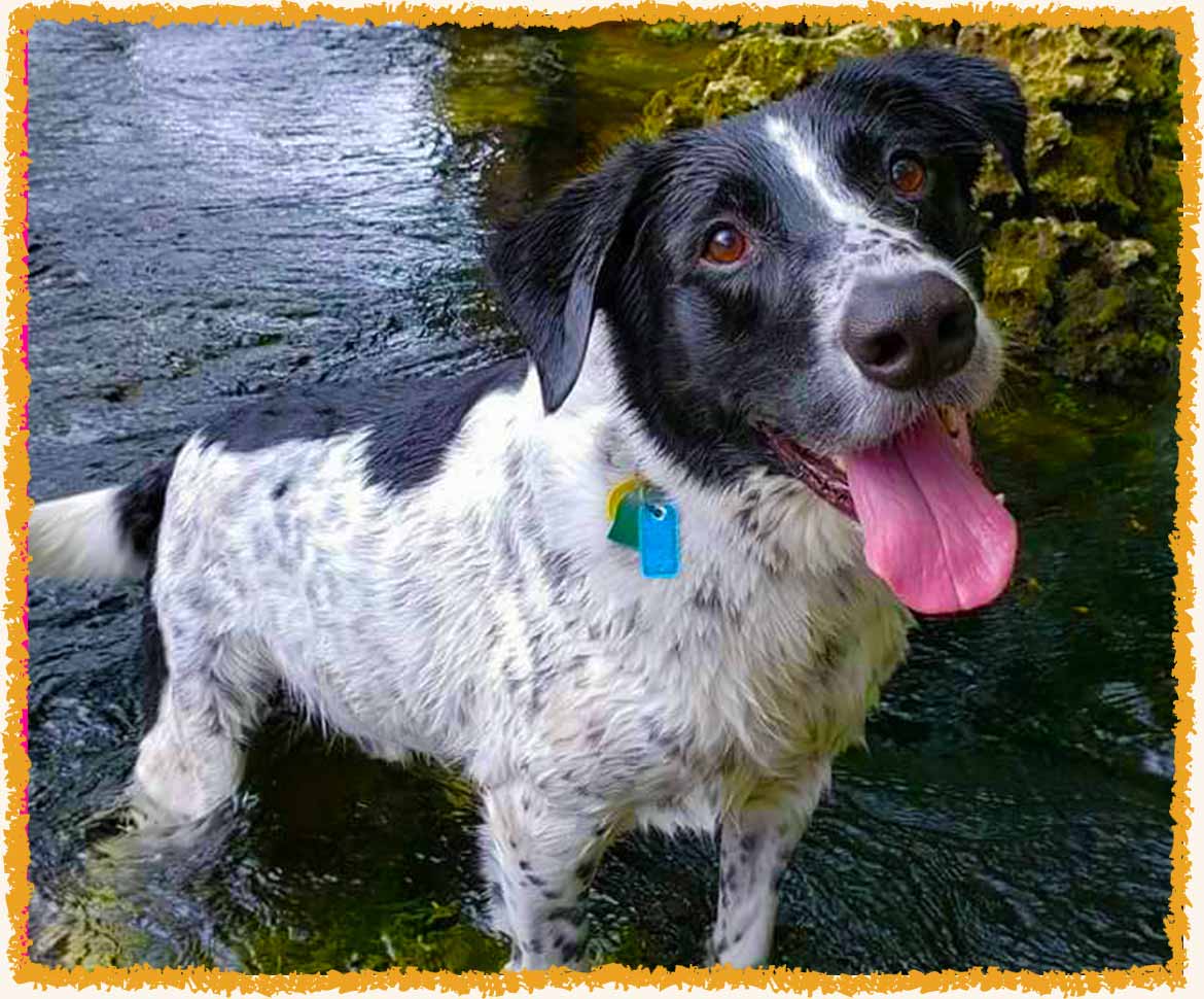 Mack playing in the creek during dog getaways in Pittsburgh