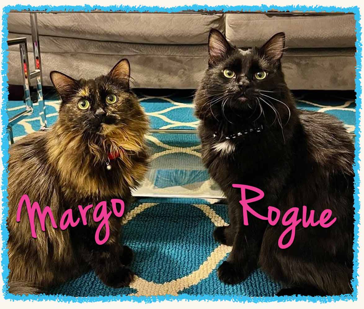 Margo and Rogue, two cats, posing during their Greensburg cat sitting visit