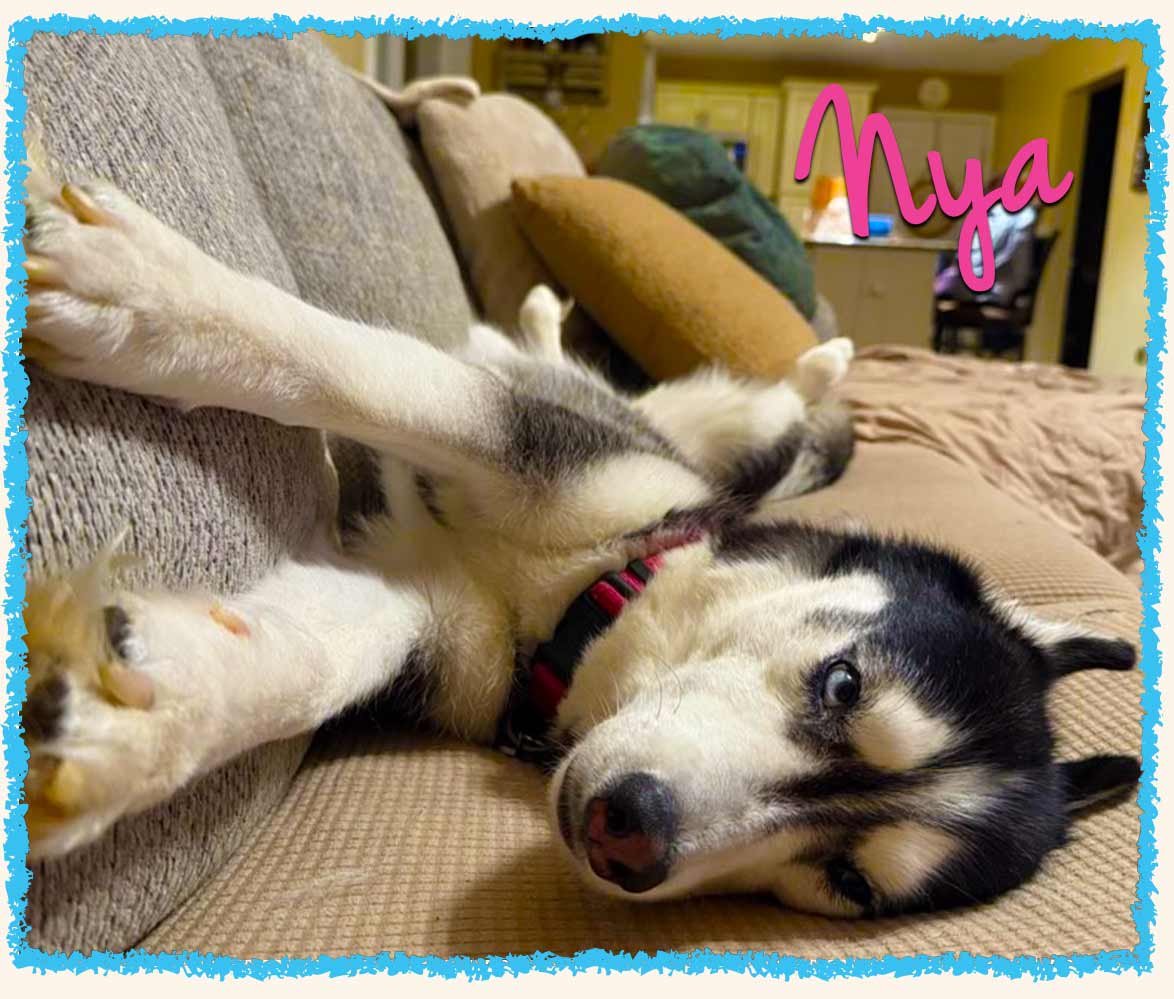 Husky, Nya, sleeping on the couch during overnight dog sitting