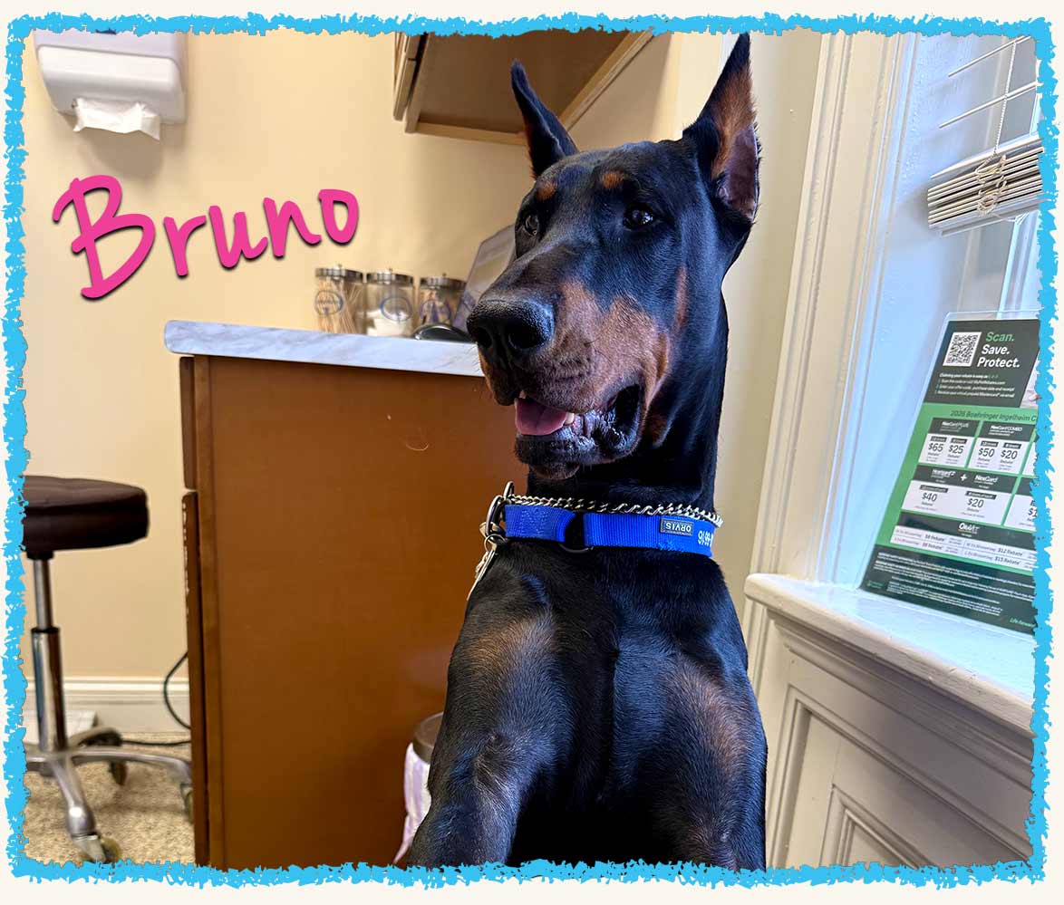 Bruno the doberman with his Pet Nanny at his vet appointment