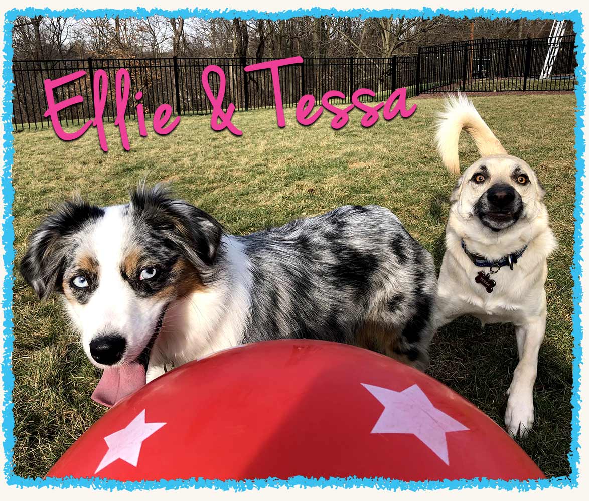 Pet sitter playing with two dogs at their home with a red ball