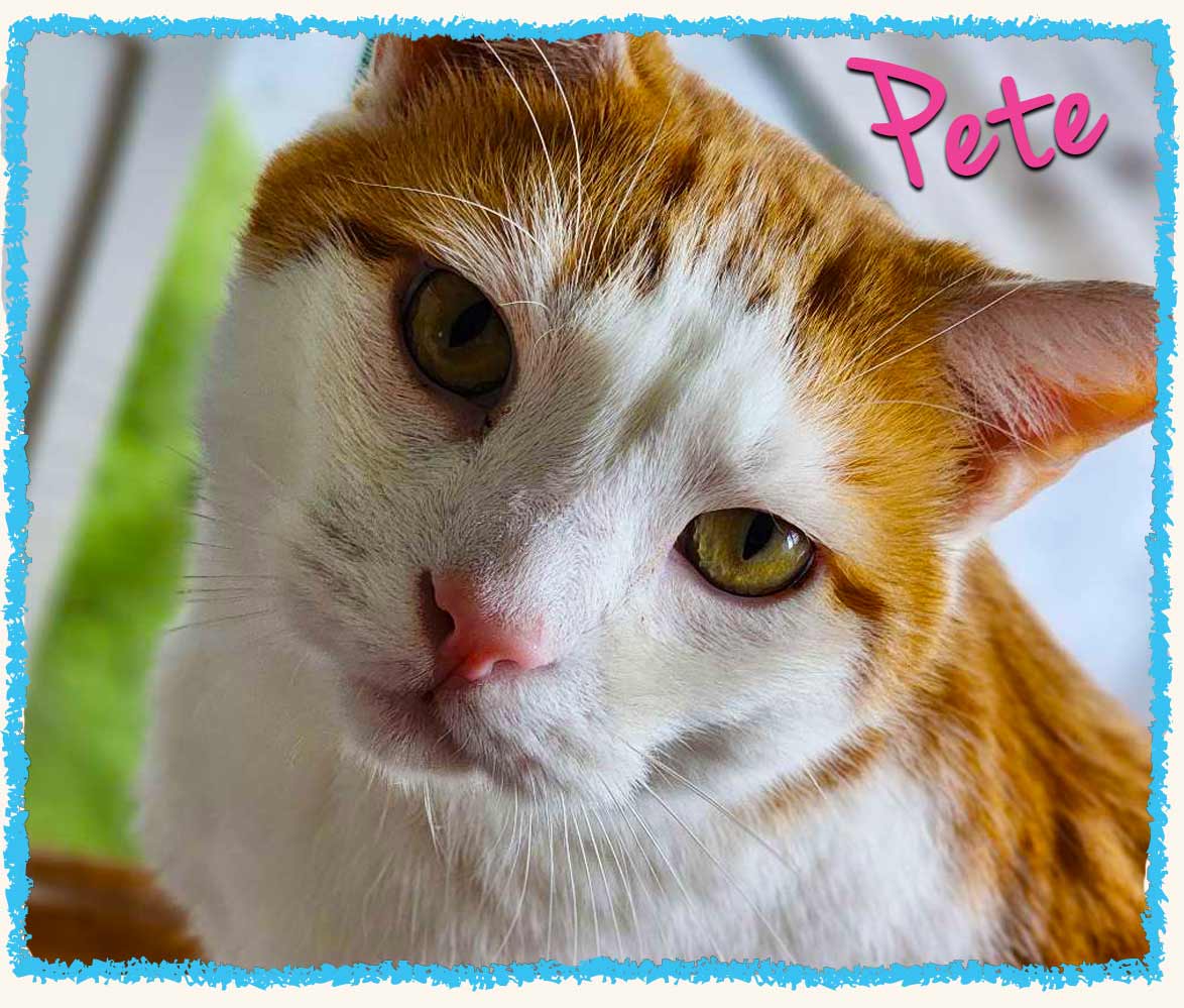 Pete an orange tabby cat