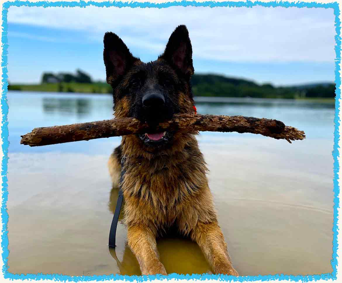 Dog playing with stick and swimming on vacation