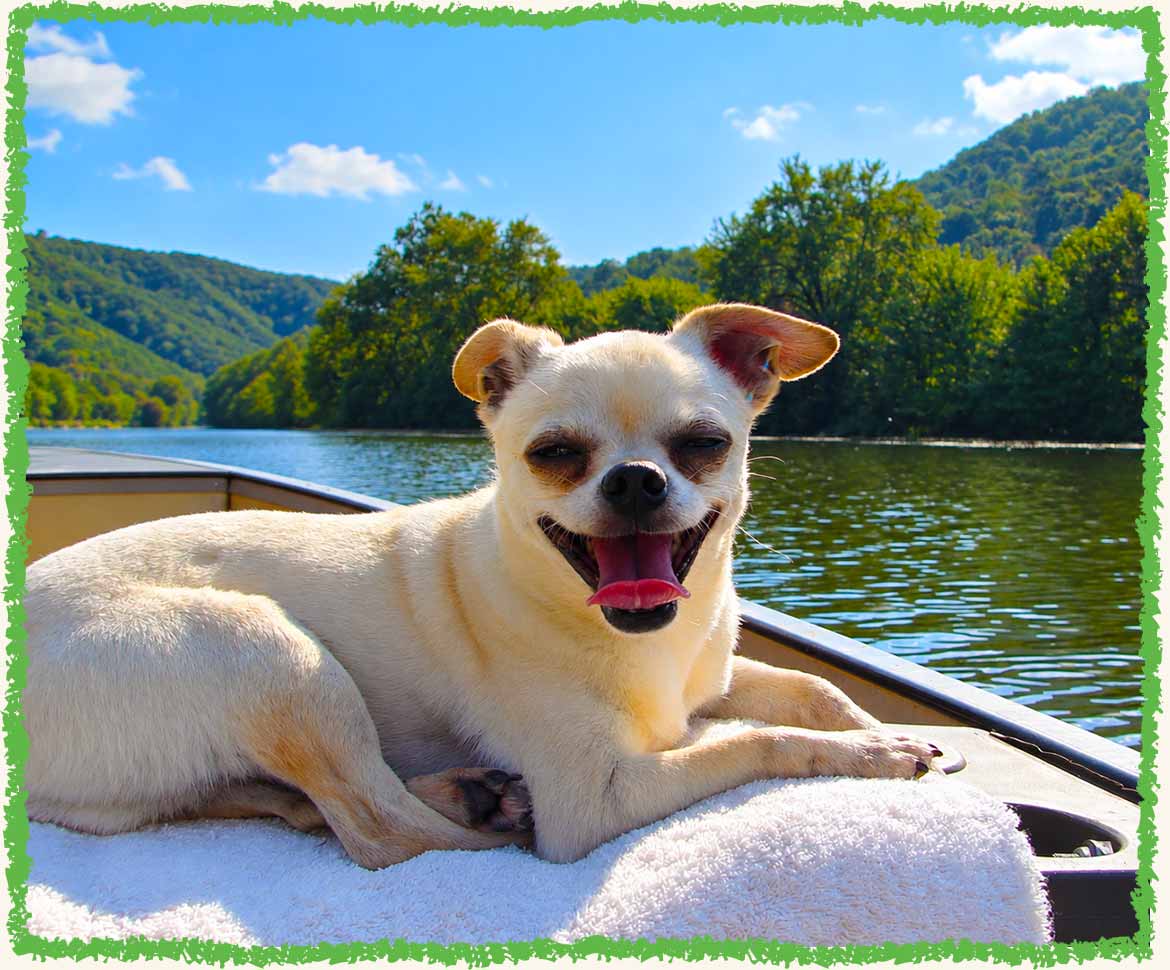 Scoops chihuahua on a canoe during his dog vacation