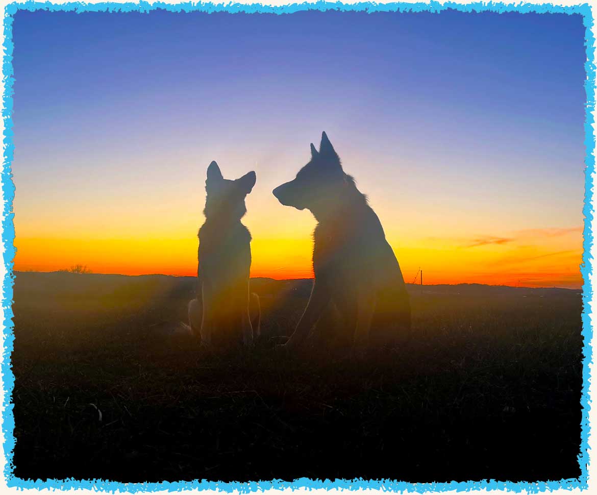 Vala and Beans at dog camp at sunset