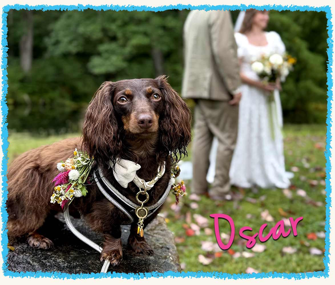 Oscar the dog at his parents wedding