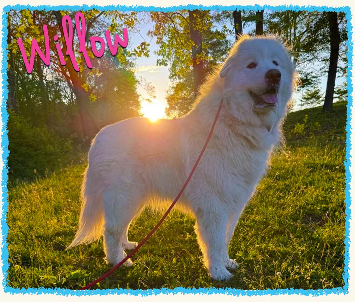 Willow during Dog Hikes in Westmoreland