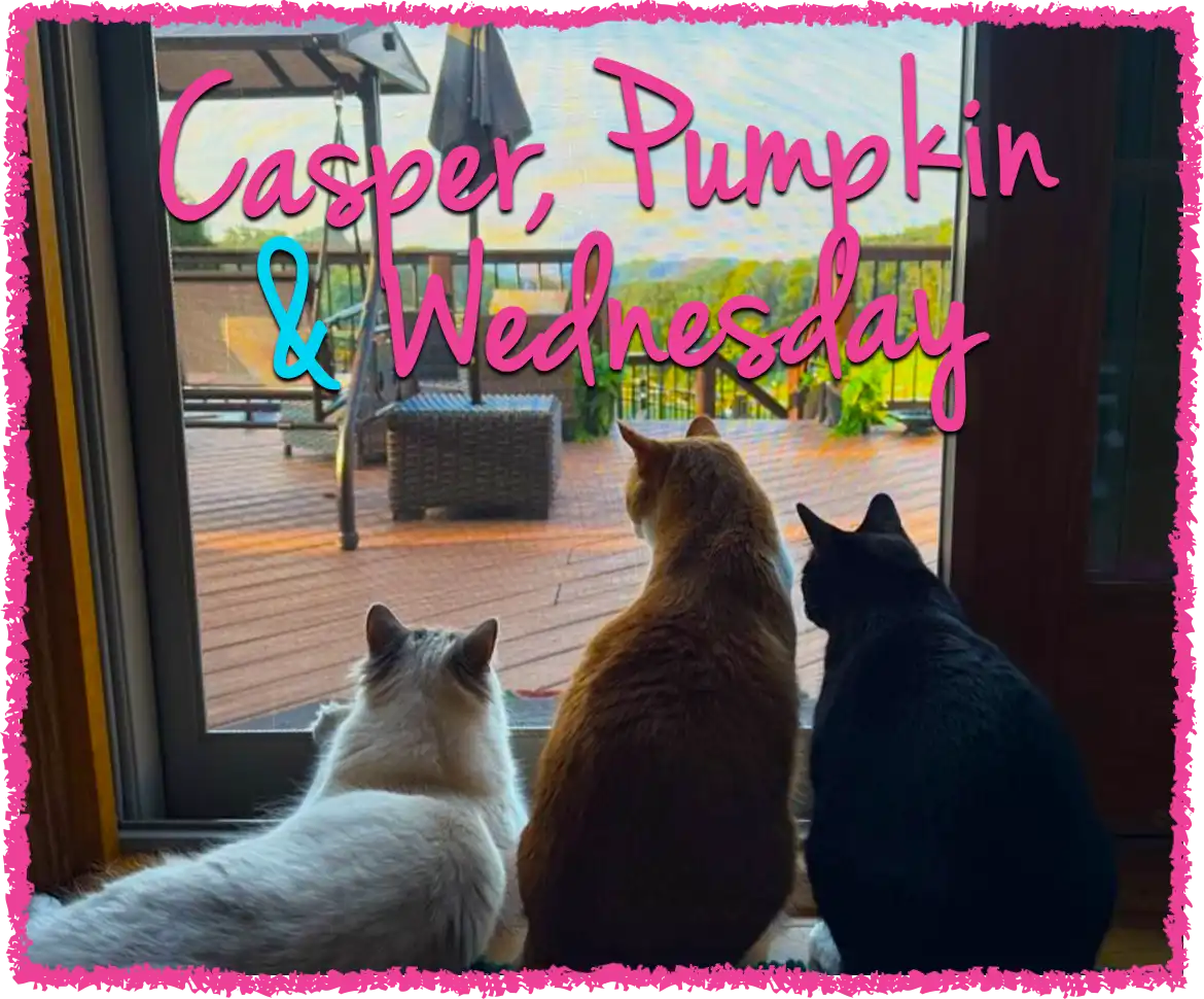 3 cats sitting in front of door looking outside