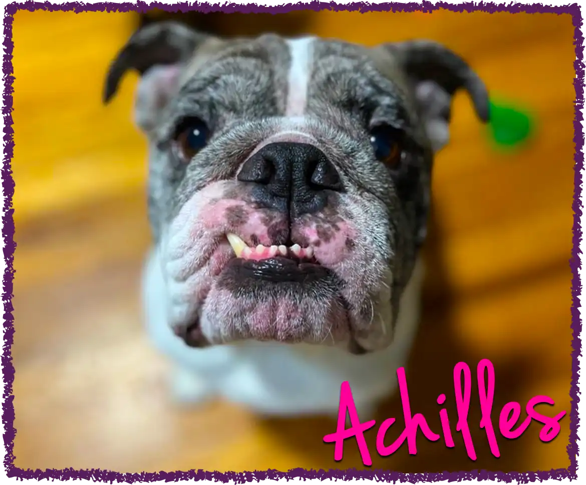 Achilles Boston Terrier