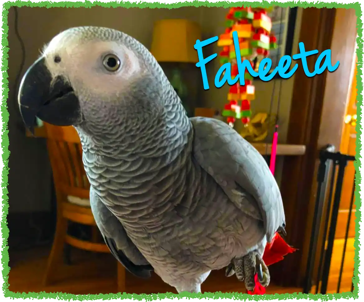 African Grey enjoying bird sitting