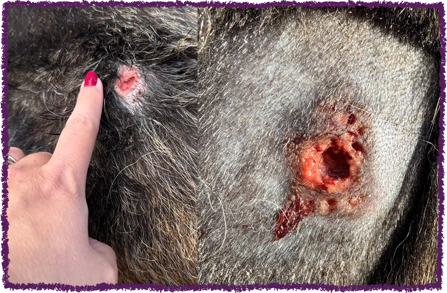 Medical photograph of Beansie's wound