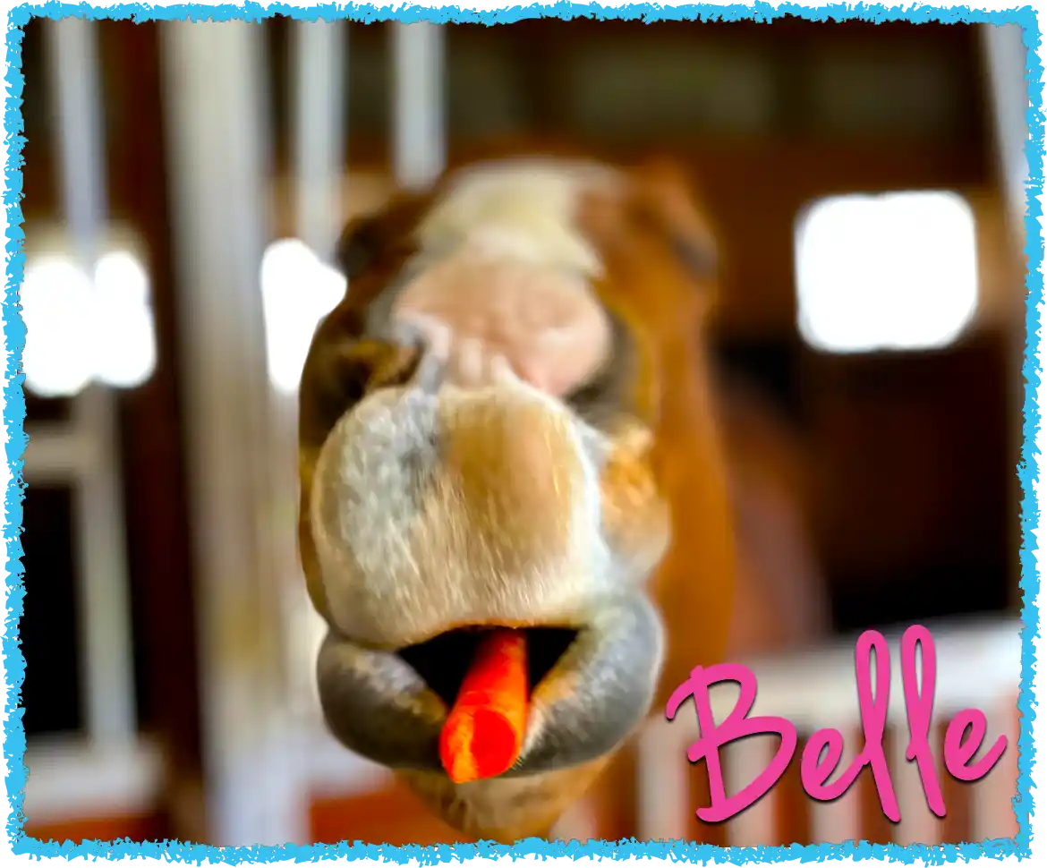 Belle a paint horse eating a carrot