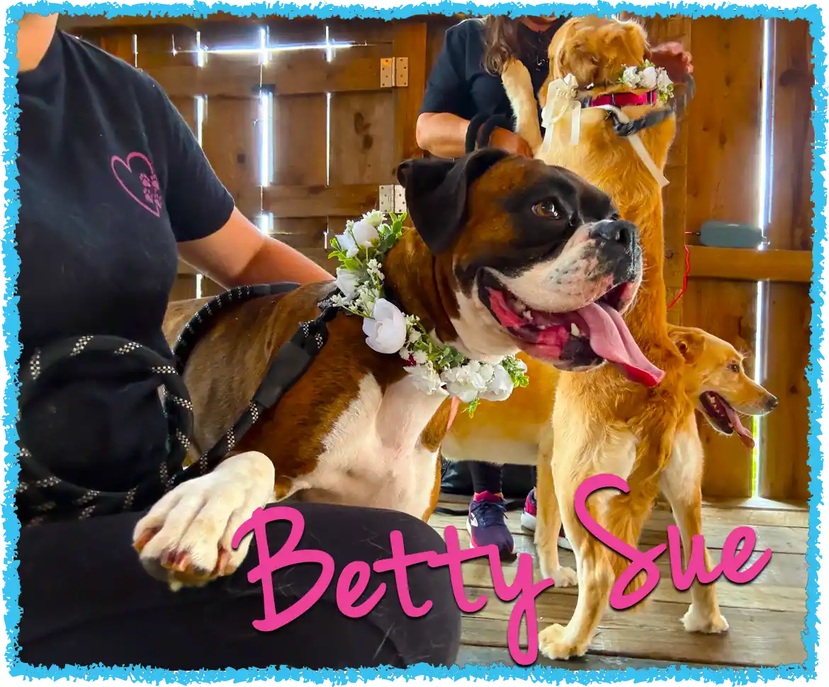 Betty the Boxer dog at her parents wedding
