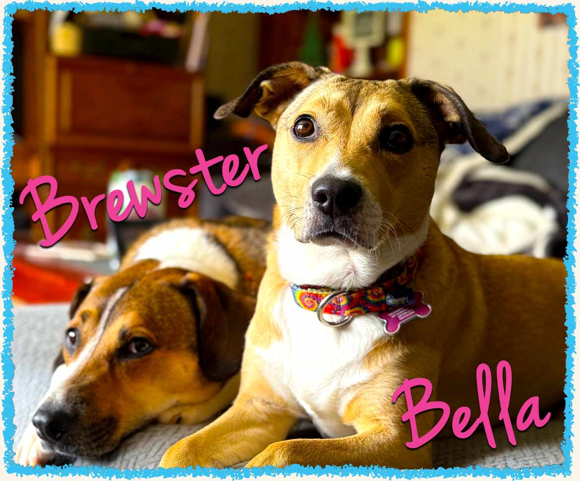 Two dogs during pet sitting service