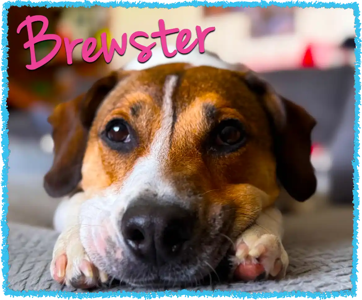 Brewster the dog relaxing on the couch