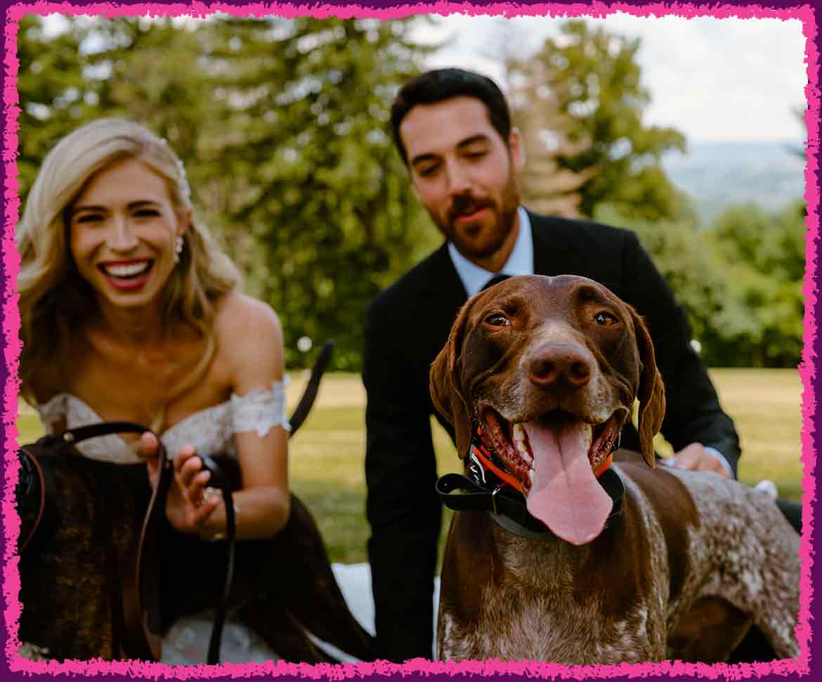 Brown dogs for wedding photography
