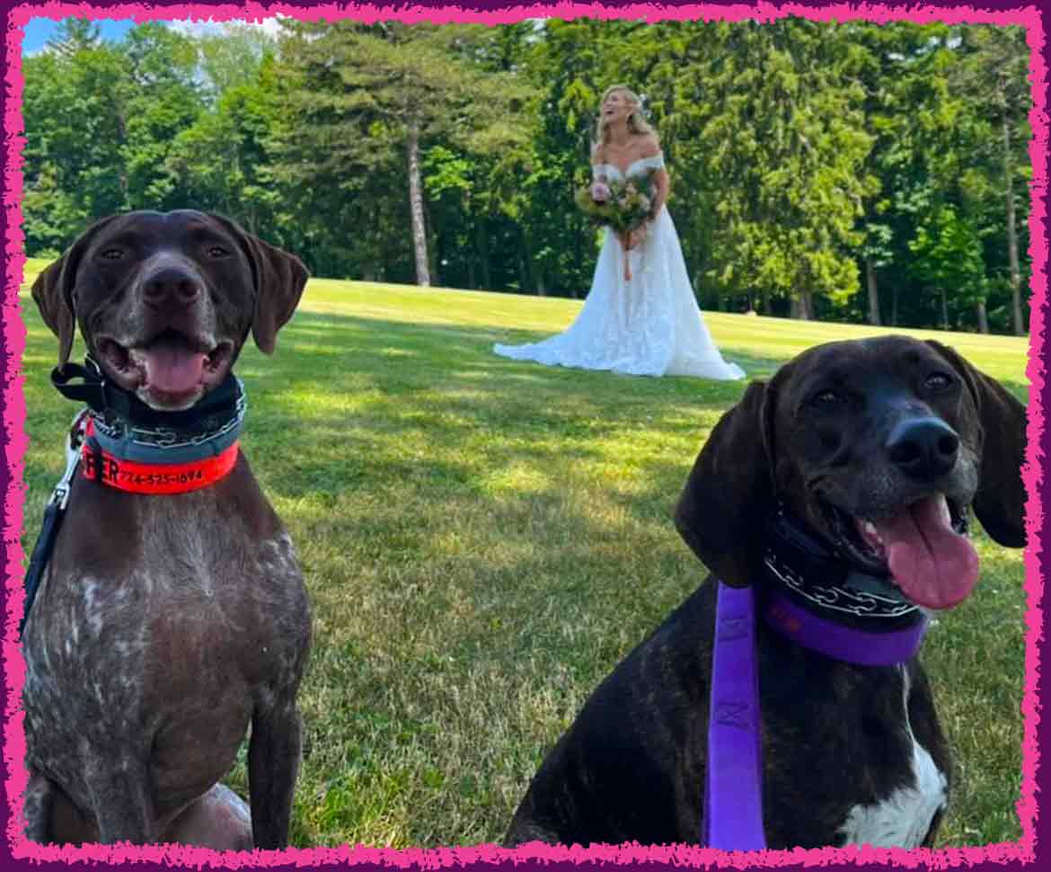 Brown dogs posing with the bride at the wedding