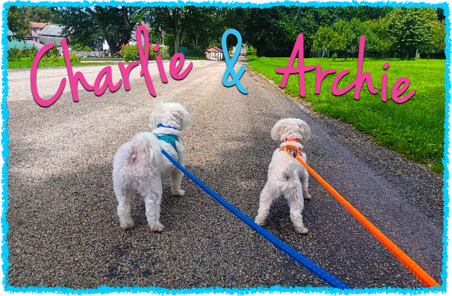 Two small white dogs walking in Latrobe