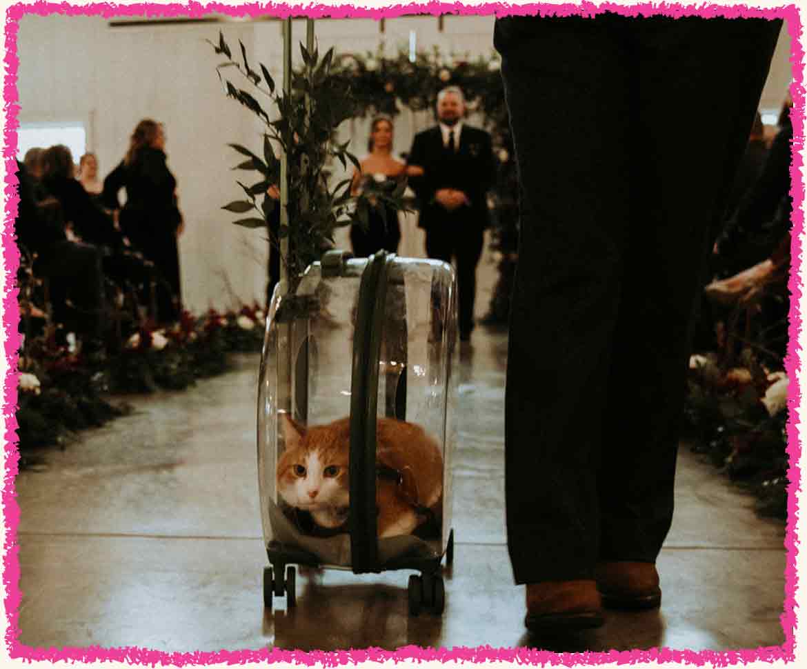 Chester rolling down the aisle in his cat carrier