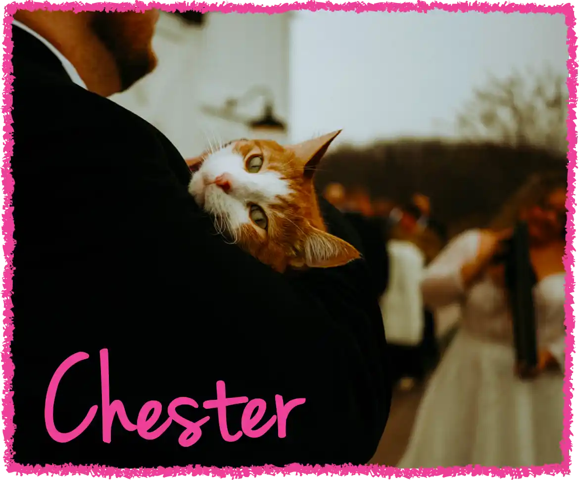 Cat in a wedding being held