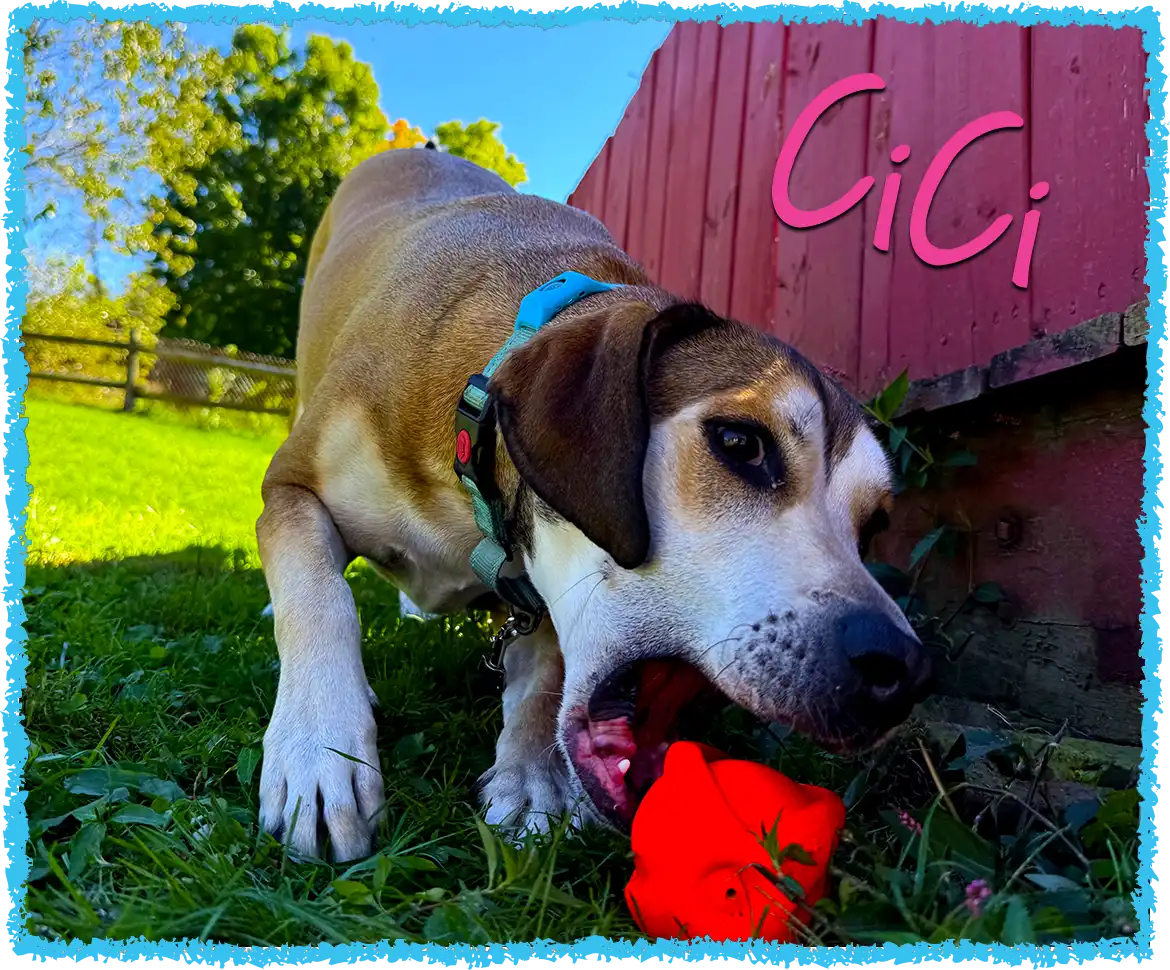 Cici dog playing ball with her pet sitter