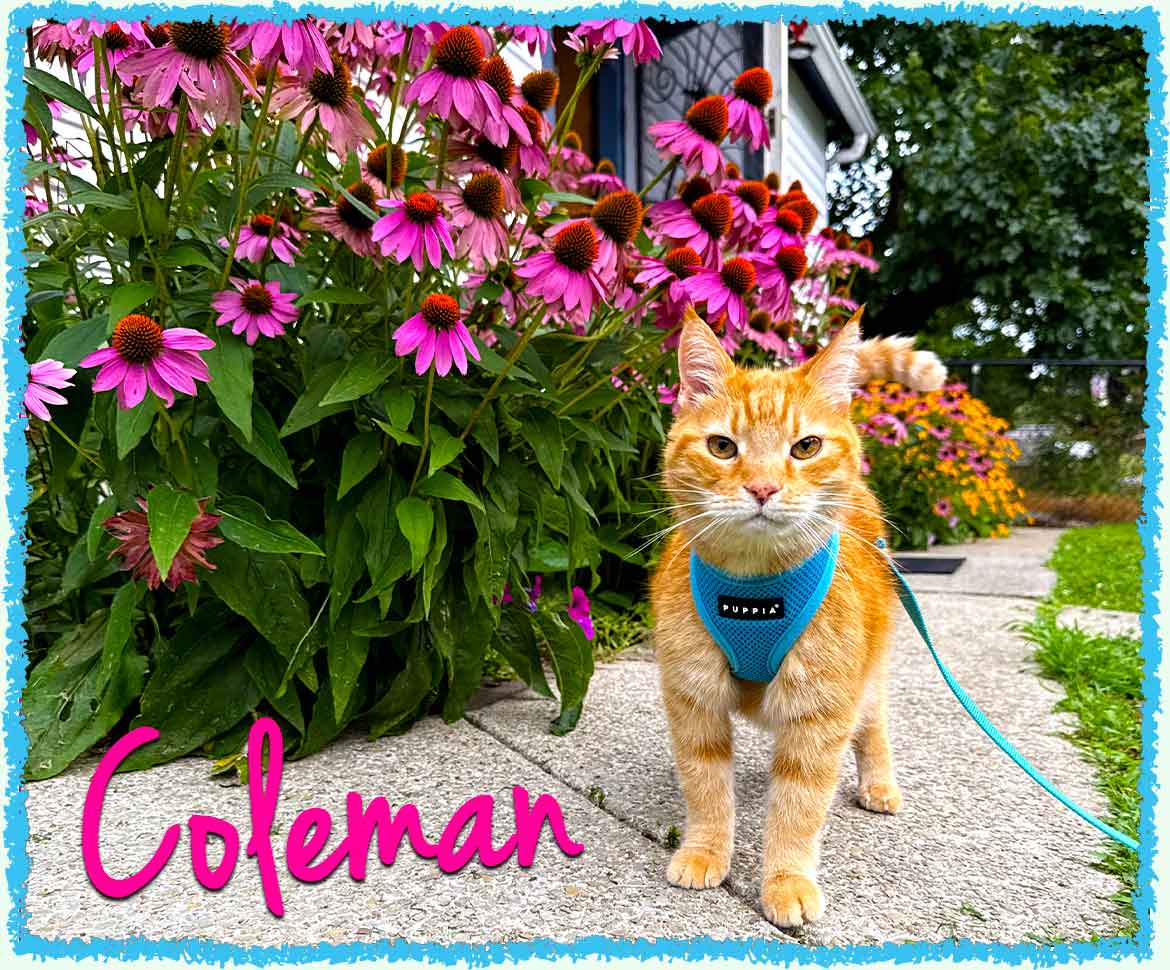 Orange tabby cat Coleman in his harness in front of pink flowers