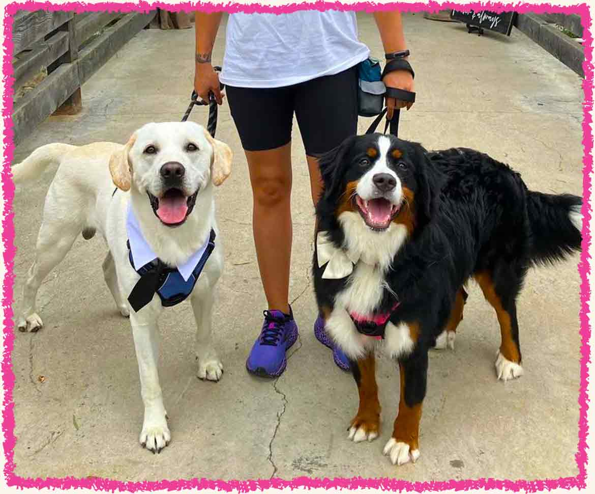 Two dogs arriving to a wedding