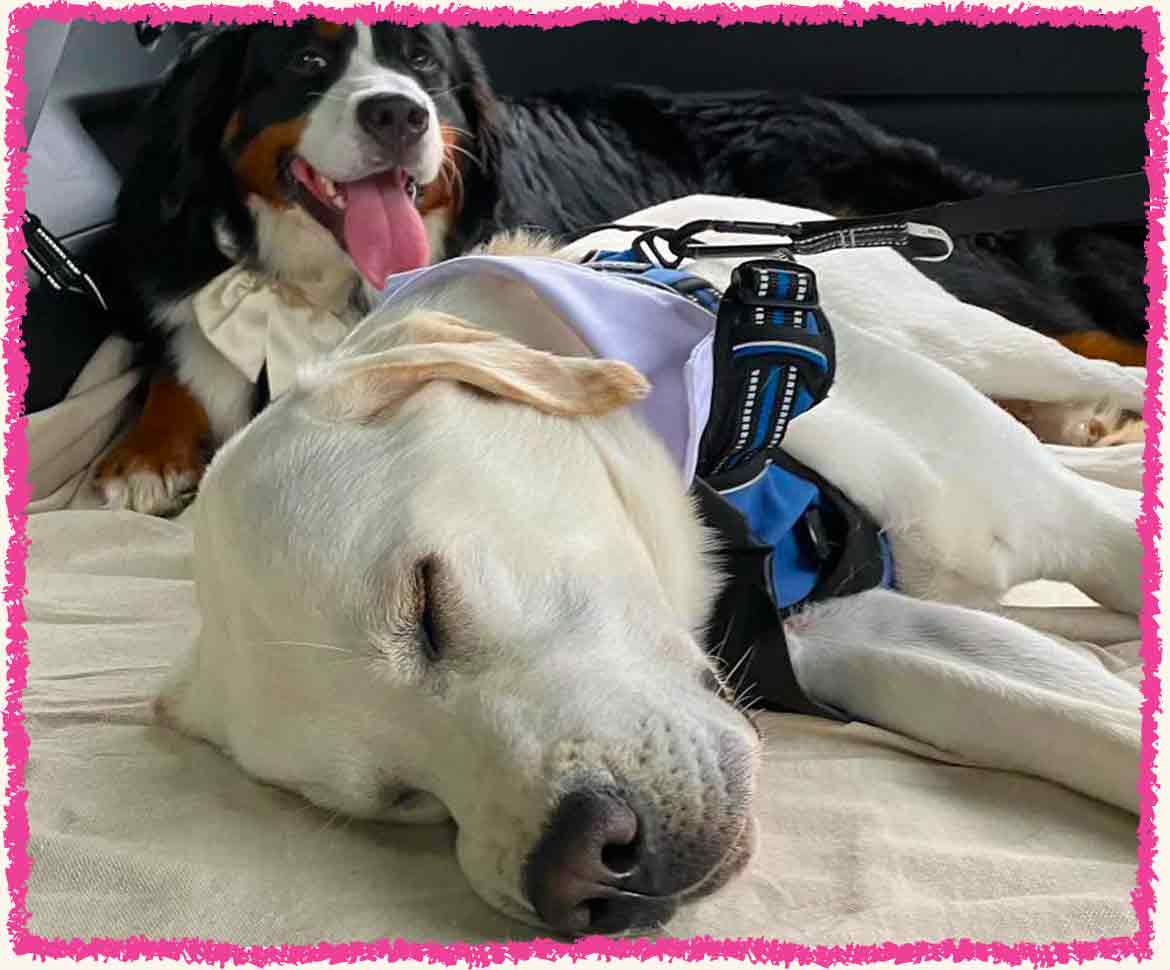 Tired dogs sleeping after a wedding