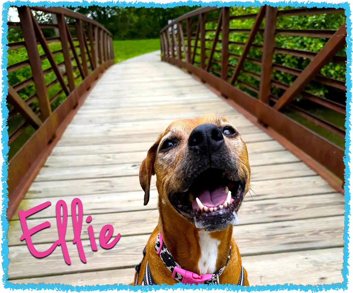 Ellie enjoying a dog hike in Latrobe