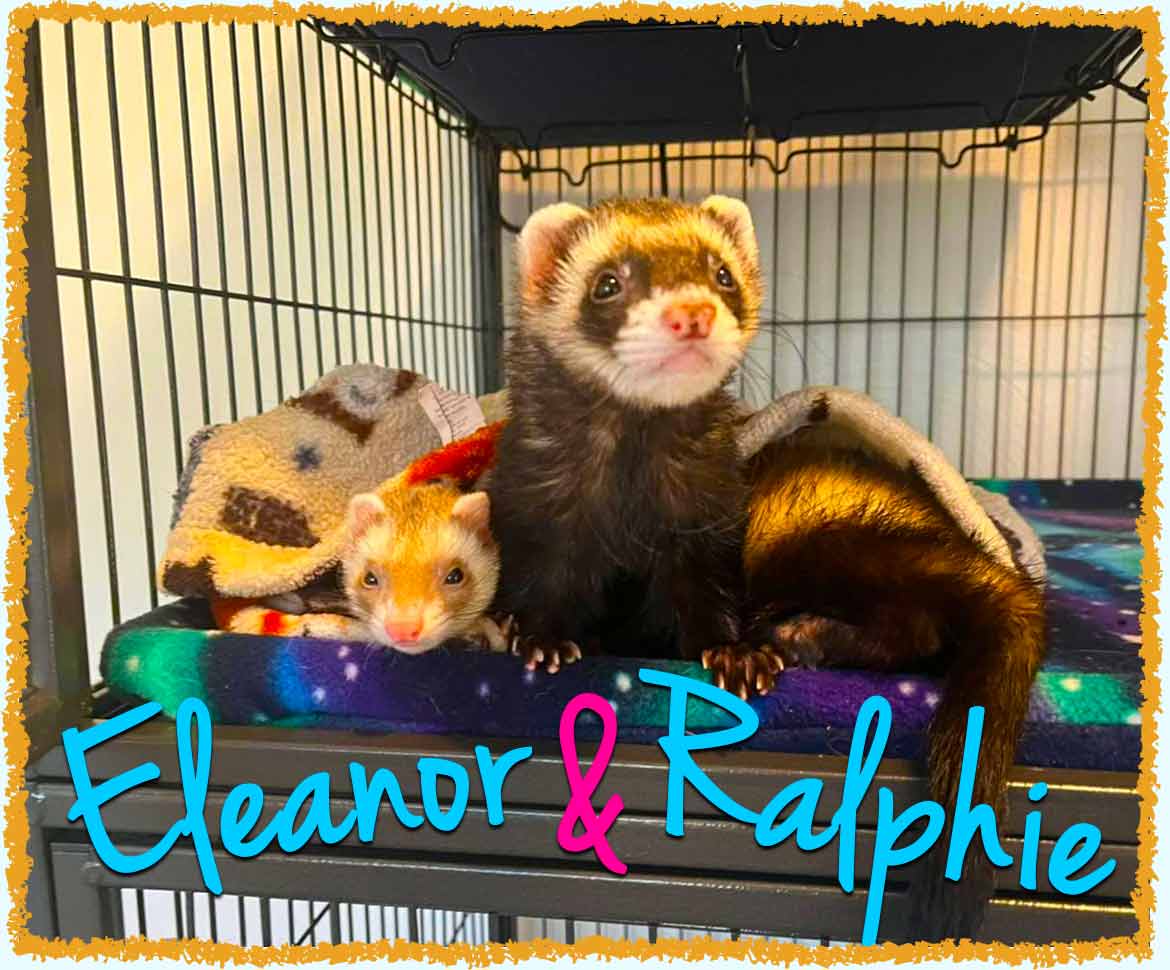 Two ferrets looking at their Greensburg pet sitter