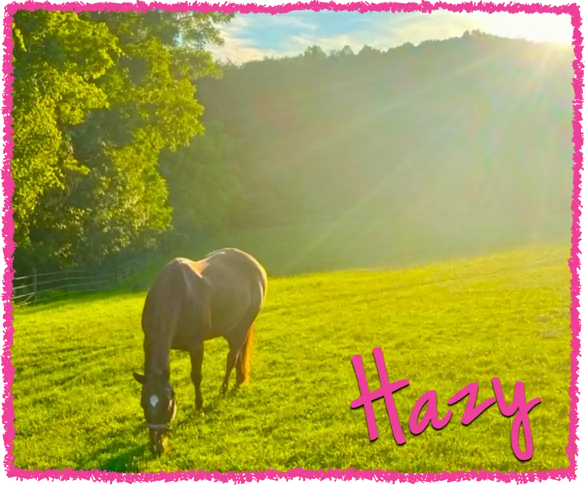 Horse grazing in a pasture during sunset